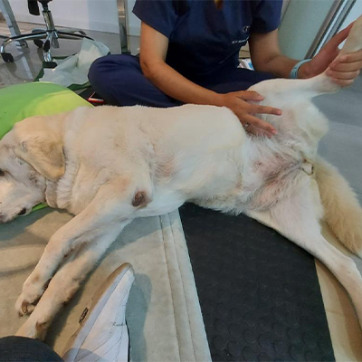 Cachorro-Fisioterapia23